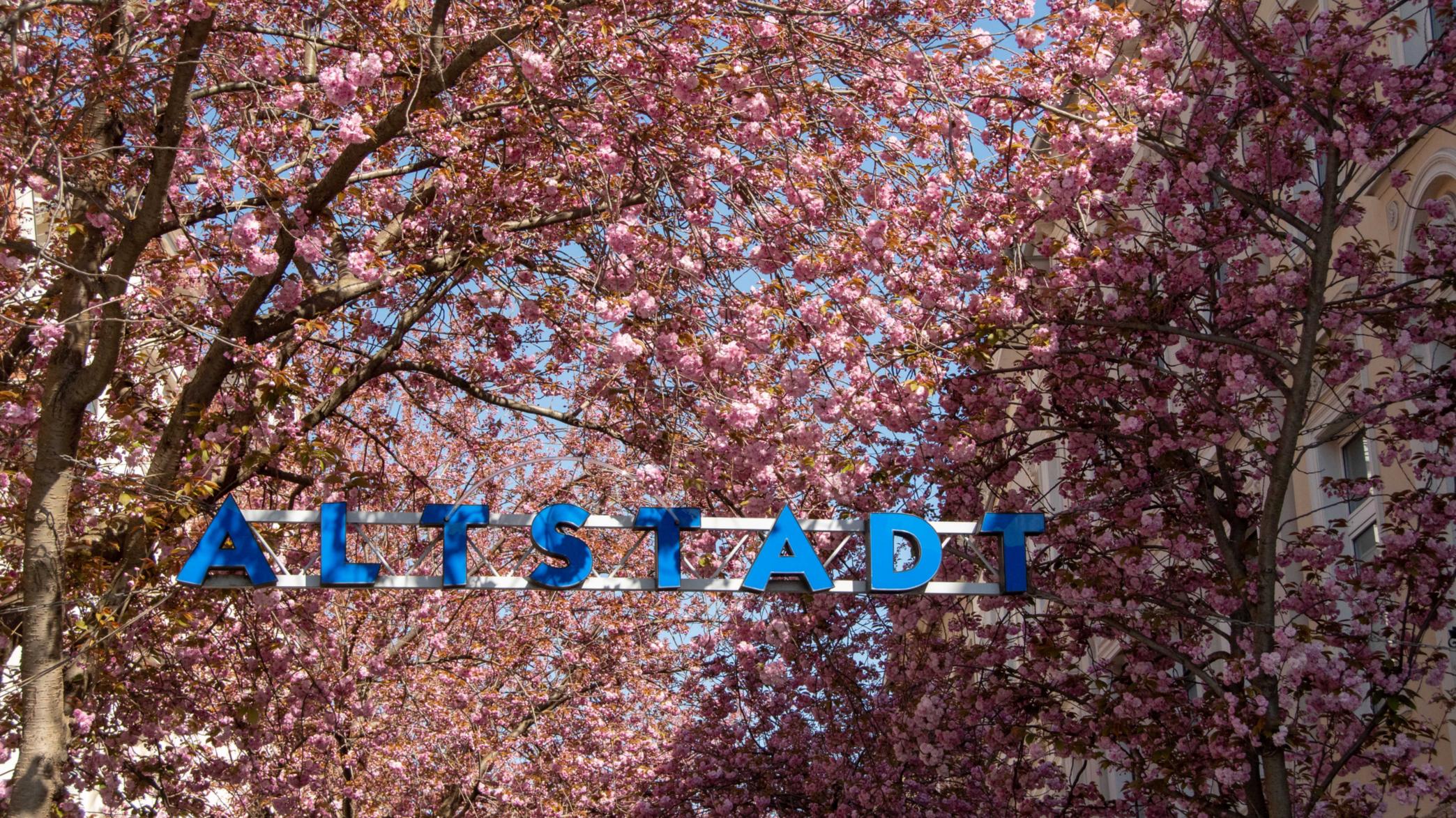 Foto von der Kirschblüte in der Altstadt mit dem Schriftzug Altstadt am Eingang der Breite Straße